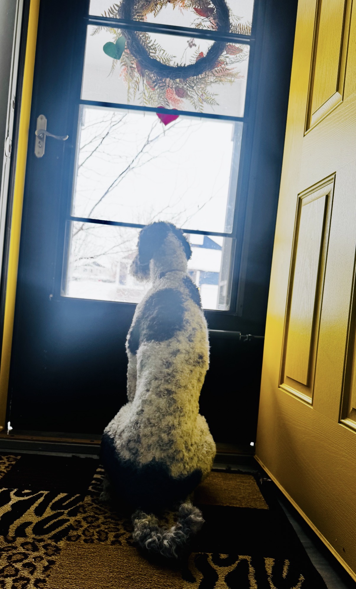 Daisy the Goldendoodle, photo 4