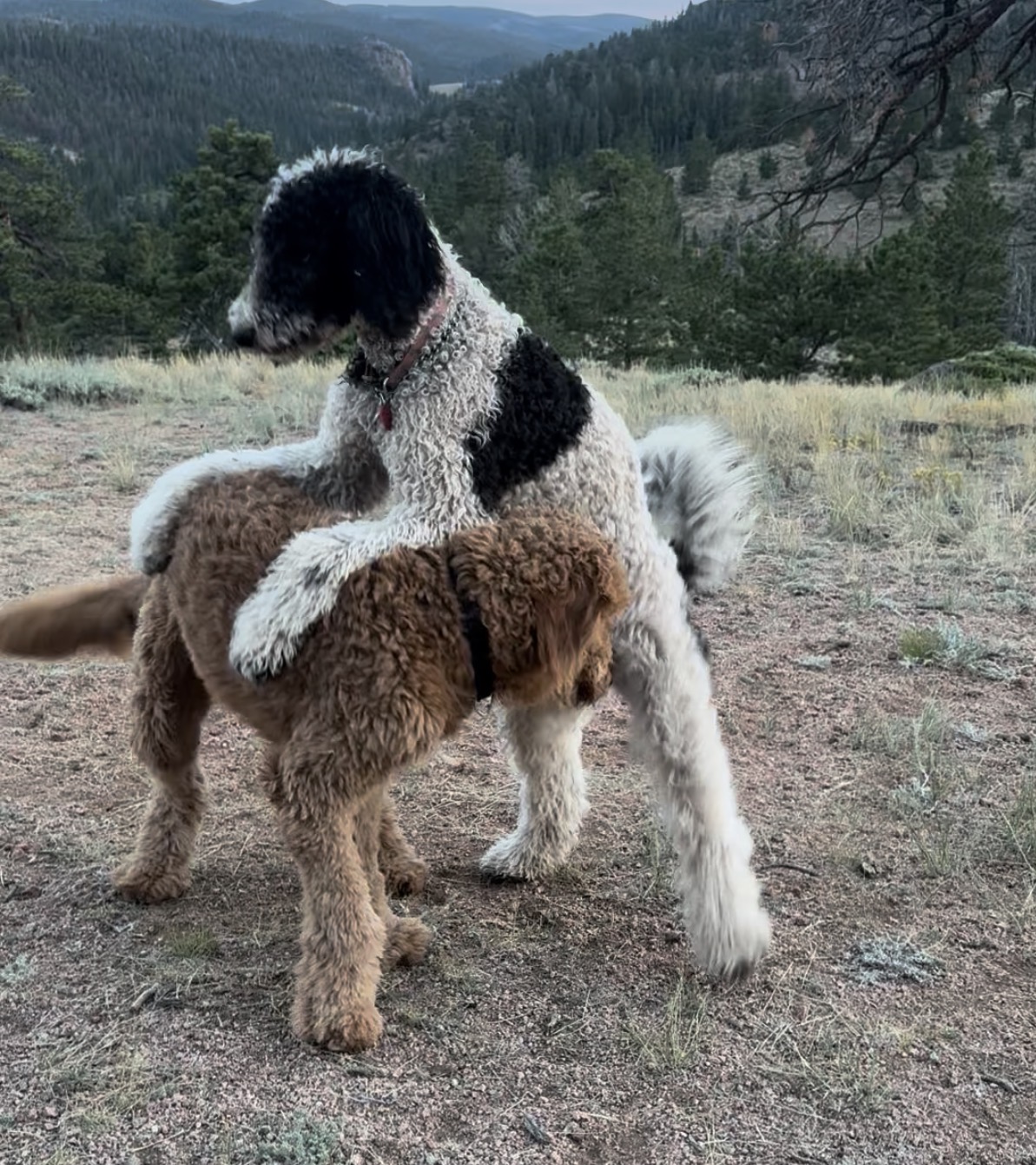 Daisy the Goldendoodle, photo 2