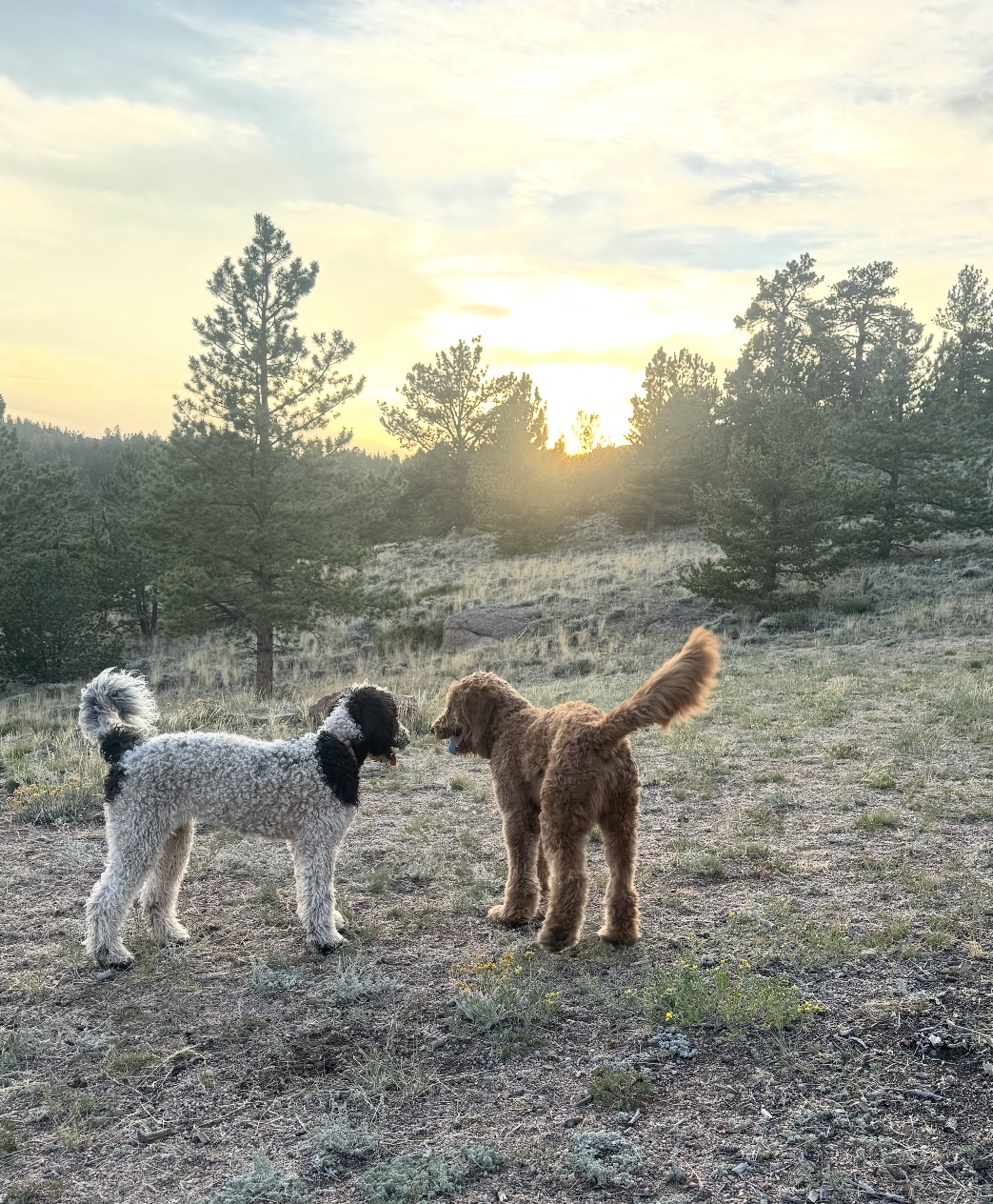 Daisy the Goldendoodle, photo 3